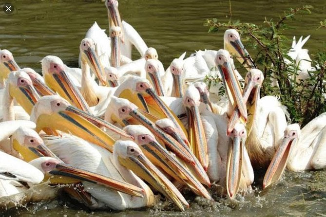 4_day-trip-to-lake-ziway