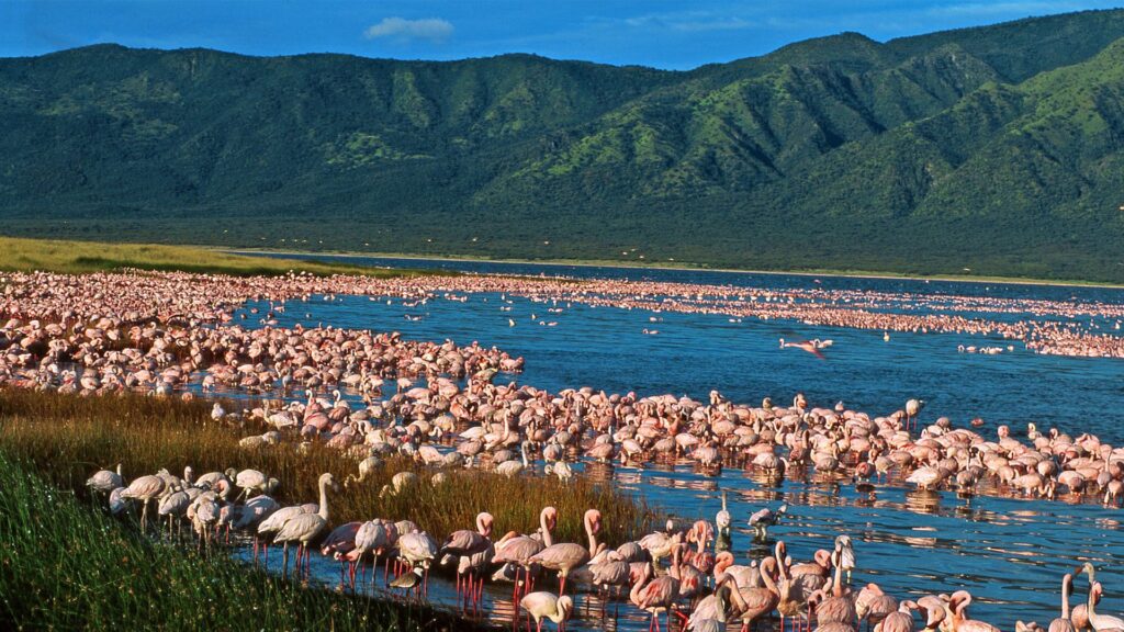 flamingos-lakes-great-rift-valley (1)