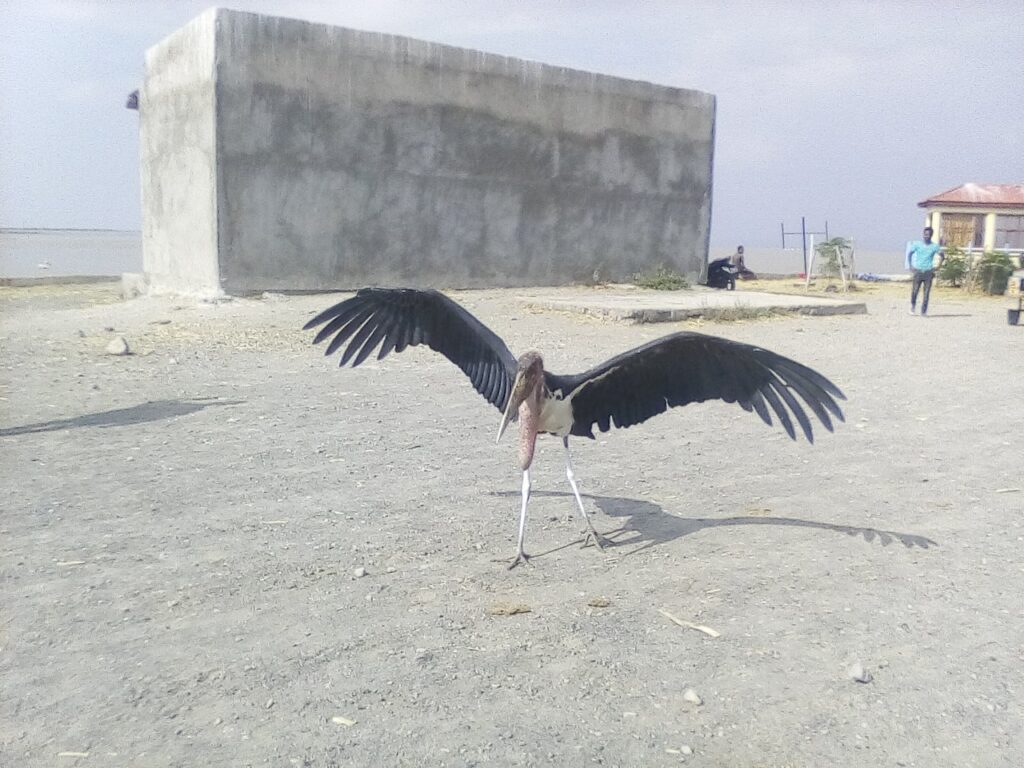 marabou-stork-at-lake